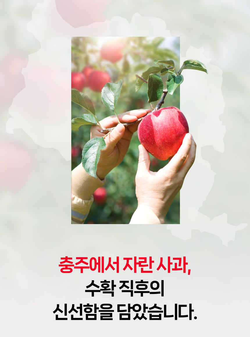 즙즙즙 NFC 비타민D 사과즙 상세 이미지 2