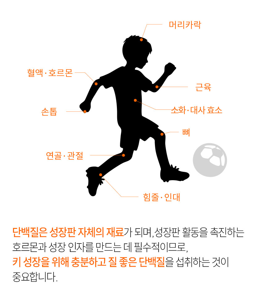 단백질보충제 에그젤리스틱 아르기닌 다이어트간식 단백질쉐이크 대체 3종세트, 200g, 3개 상세 이미지 9