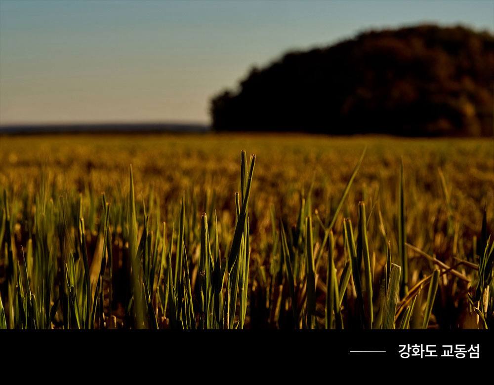 25년 햅쌀출시 / 5Kg 지퍼백&손잡이 / 백미 7분도 현미 선택 / 당일도정 / 강화도 교동섬쌀 상세 이미지 7