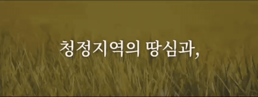 25년 햅쌀 / 김밥, 볶음밥에 어울리는 삼광미 10Kg 넉넉한 용량 / 최근도정 상세 이미지 12