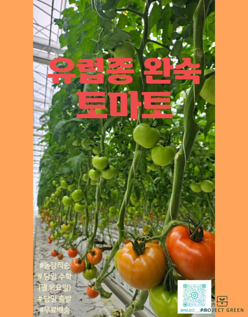품질보장 농장직송 5KG 유럽종 완숙 찰 최상급 토마토 상세 이미지 1